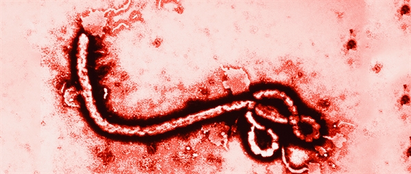 1_Virus del ébola